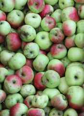 background of many organic apples