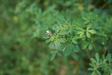 Medicago sativa