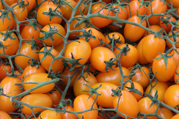 clusters of orange tomatoes
