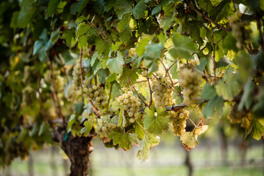 Horizontal images of Chardonnay grapes