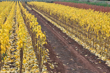 A field full of persimmon seedlings with ocher colored leaves