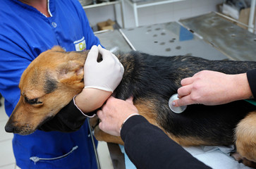 At the veterinary office. Veterinarian vetting stray dog using stethoscope
