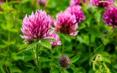 Trifolium pratense L. (red clover) with plant-specific features from high mountain positions.