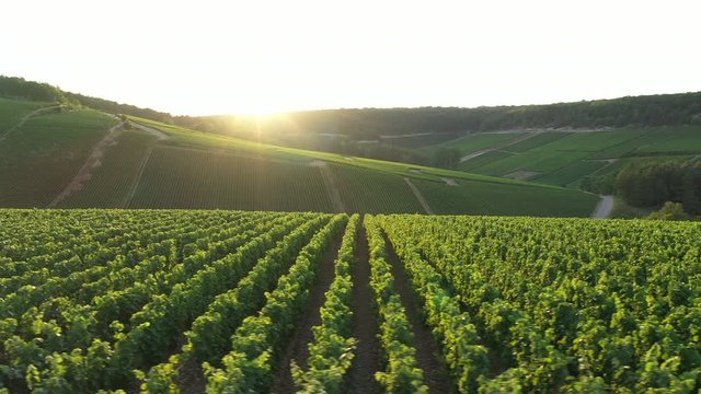 Aerial view of Champagne vineyards to Les Riceys,  the Cote des Bar area in the Aube department, France