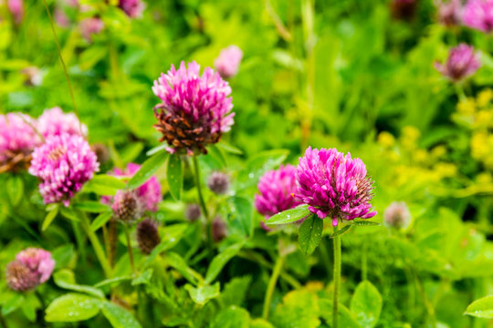 Trifolium pratense L. a herbaceous species of flowering plant in the bean family Fabaceae.