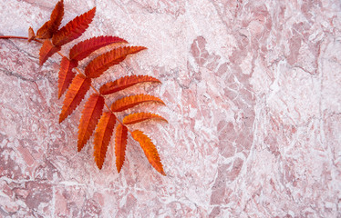 crab isolated on white background