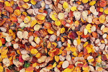 Wet autumn leaves