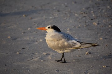 Royal tern bird on the beach