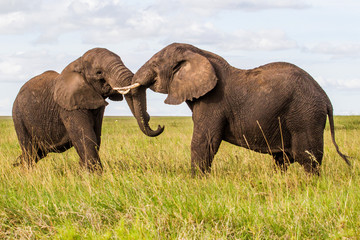 Elephant bulls fighting on the plains of the Serengeti National Park in the wet green season in Tanzania