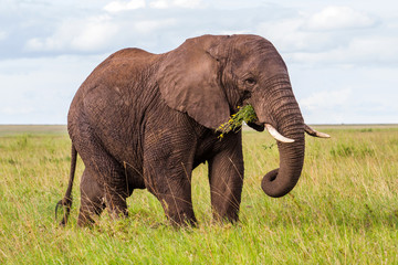 Elephant bull on the plains of the Serengeti National Park in the wet green season in Tanzania