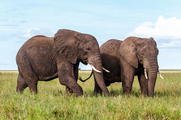 Naklejka na ściany i meble Elephant bulls on the plains of the Serengeti National Park in the wet green season in Tanzania