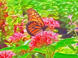 butterfly on flower