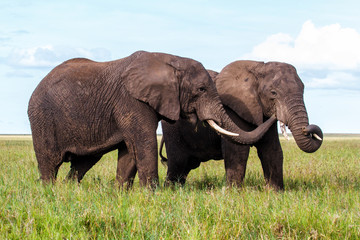 Elephant bulls on the plains of the Serengeti National Park in the wet green season in Tanzania