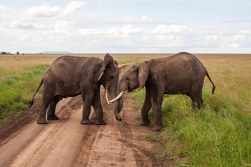 Fototapeta na wymiar Elephant bulls fighting on the plains of the Serengeti National Park in the wet green season in Tanzania