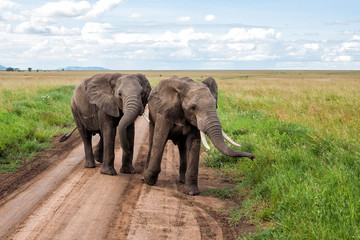 Fototapeta na wymiar Elephant bulls on the plains of the Serengeti National Park in the wet green season in Tanzania