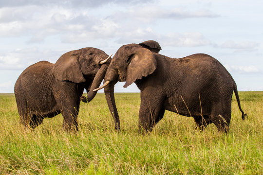 Elephant bulls fighting on the plains of the Serengeti National Park in the wet green season in Tanzania