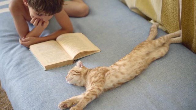 boy in blue shorts reads a book lying on the bed near a ginger Scottish Fold Cat