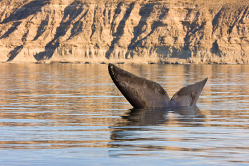 Ballena franca austral o meridional (Euabalaena australis),, Peninsula Valdes, Patagonia, Argentina