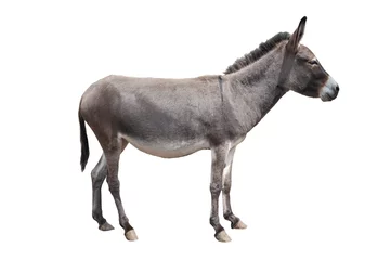 Foto op Plexiglas ezel geïsoleerd op witte achtergrond © fotomaster
