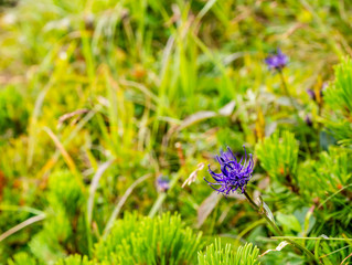 Blooming blue flower (Phyteuma orbiculare) among green grass and mountain pine.