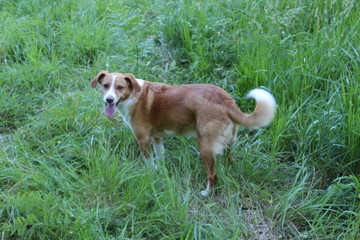 Perro
