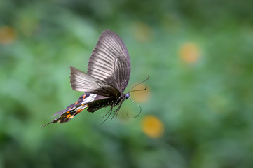flying butterfly