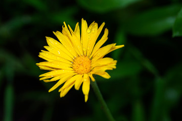 Yellow wild flower