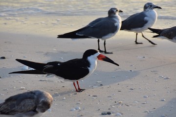 black skimmer bird on the beach with seagulls in the background 