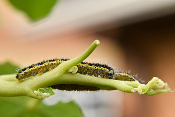 Bruco della farfalla (Green-Venied  White)
