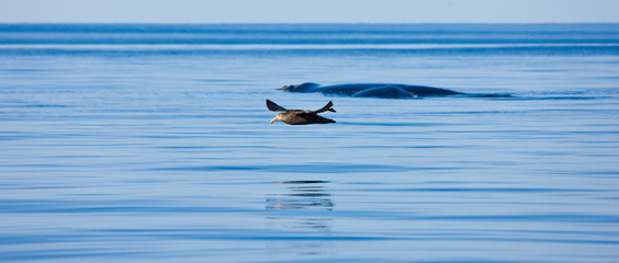 Petrel gigante, Peninsula Valdes, Patagonia, Argentina