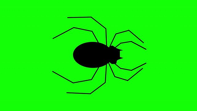 Flat style Halloween Spider walking against a green background. Seamless loop