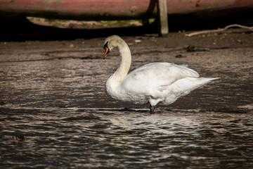 A Swan on the Truro river