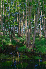 Obraz premium Bruchwald mit Schwarzerle