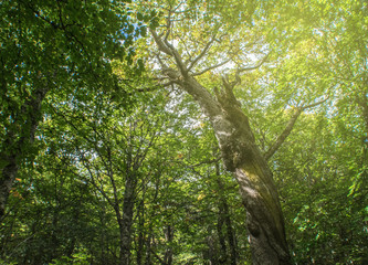 oak trunk looking for light in the forest