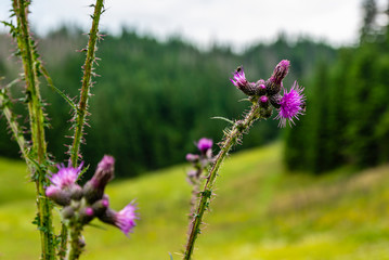 Insects on the flowering inflorescence Cirsium palustre (L.) Scop..
