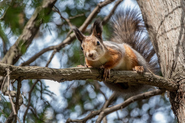 Gray and red squirrel with bright black eyes sits on a brown pine tree branch on the blurred background with bokeh light in a park in autumn and looks at a camera