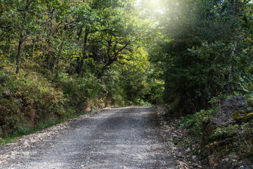 sandy path entering the lush green forest