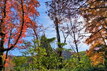 秋の季節、赤、朱、黄、緑の木々が青い空のもとで会話