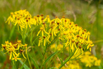 Senecio nemorensis L. - Close up of blooming inflorescence.