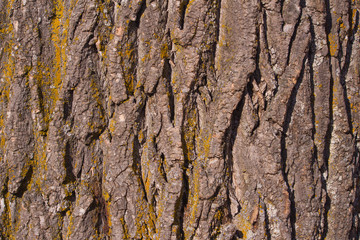 Tree bark texture frame full in nature