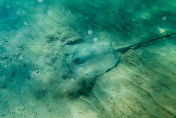 big stingray at the sea