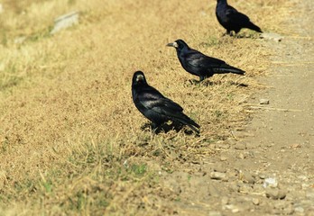 bearded raven