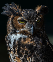 Great Horned Owl Close Up