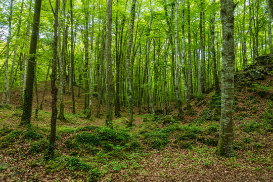 trunks, leaves and undergrowth bellow the canopy of the beech forest