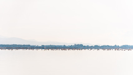 Naklejka premium Hundreds of flamingos in lake Kerkini
