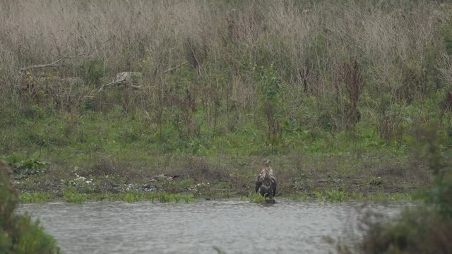 White-tailed eagle or Sea Eagle sitting at the shore of a lake in the Oostvaardersplassen in Flevoland, The Netherlands