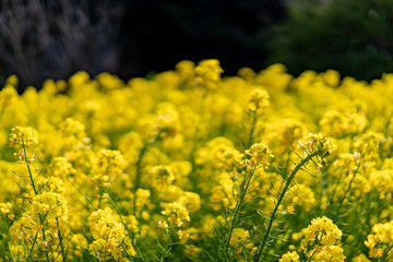 三崎海岸 城ヶ島の菜の花