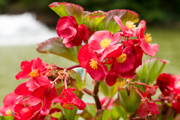 Caesalpinia red flowers close-up