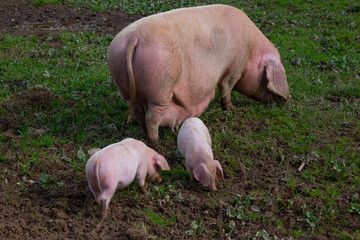 A sow and two piglets in a field in autumn