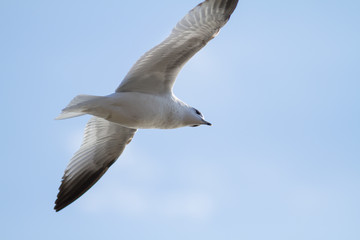 This seagull looks cross-eyed when being observed from the ground level looking up